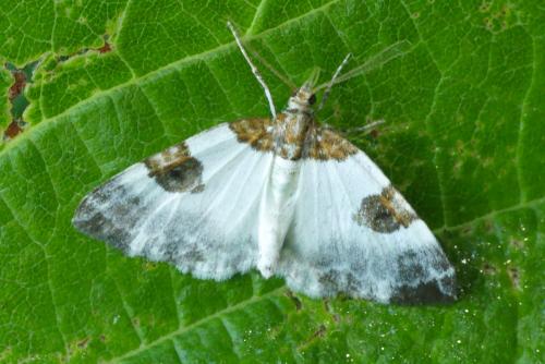 Plemyria rubiginata